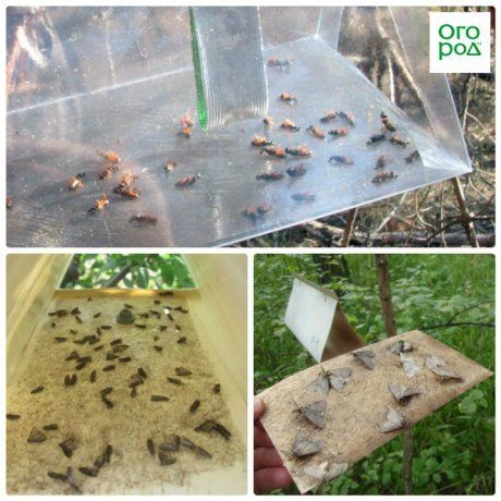 Как избавиться от муравьев в квартире или на даче?